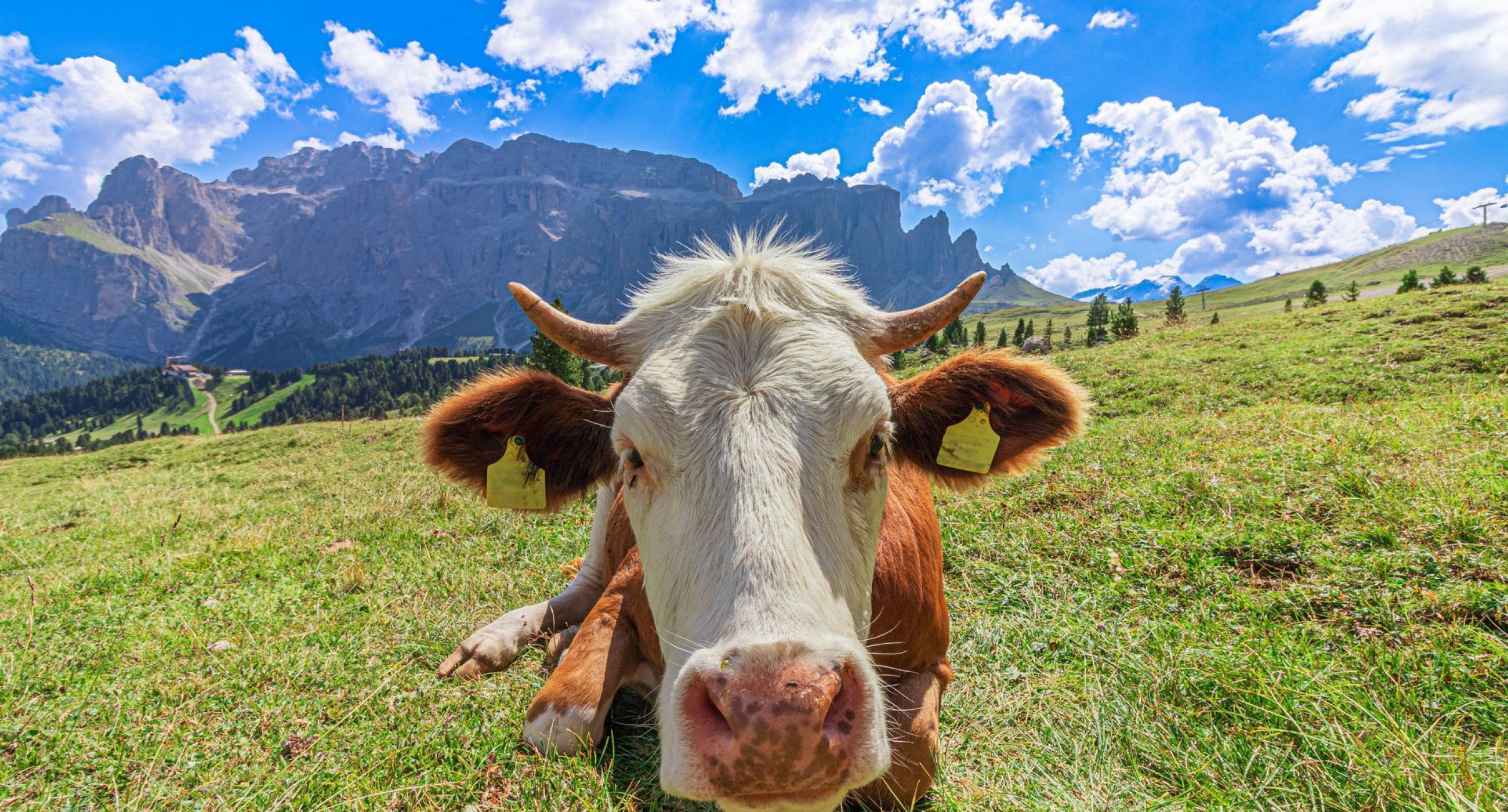 Alpine meadows and peaks in the Dolomites