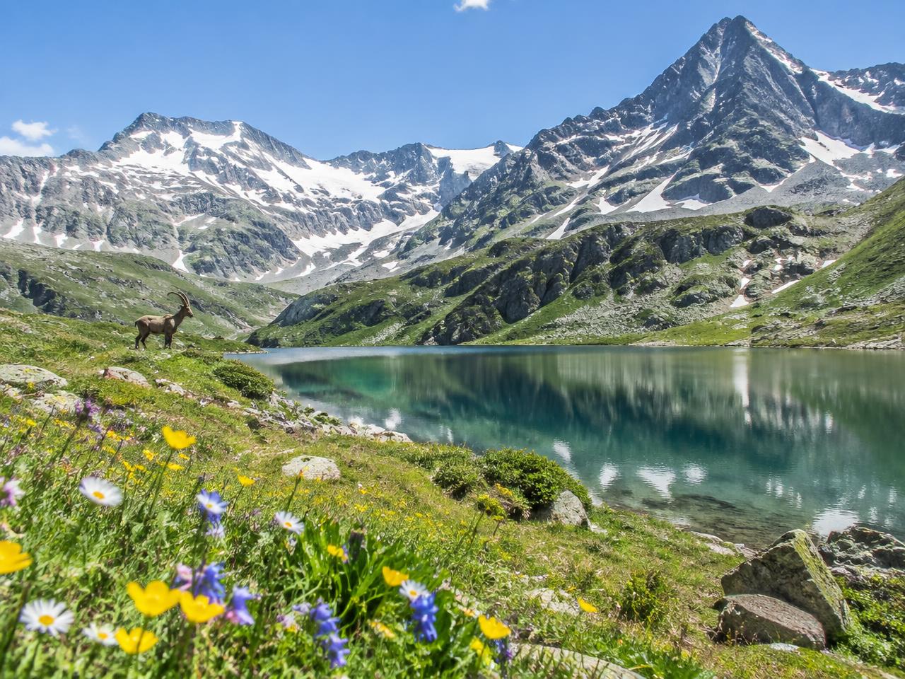 An alpine lake and an ibex in Gran Paradiso National Park